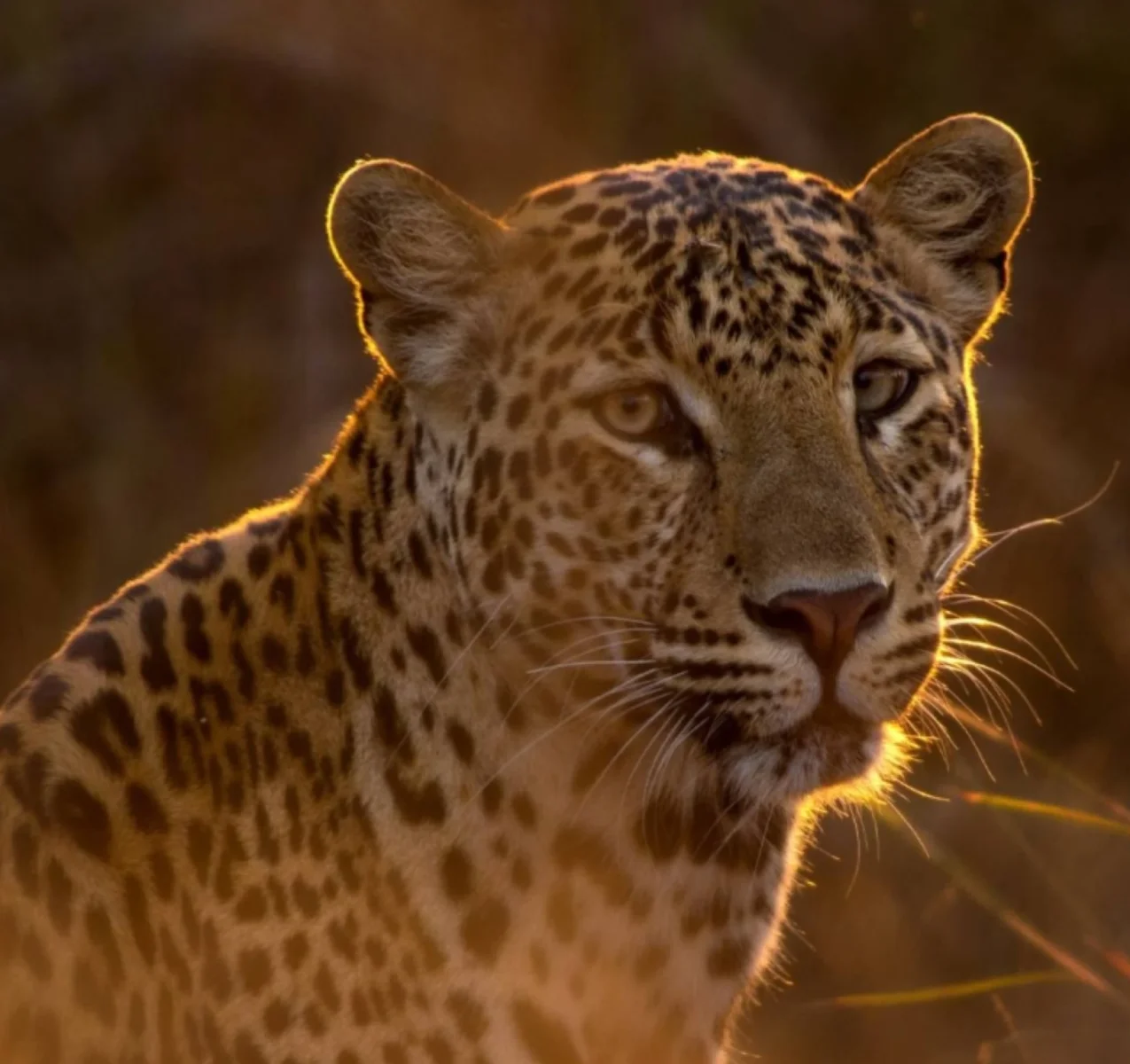 Wildlife & Nature Tour