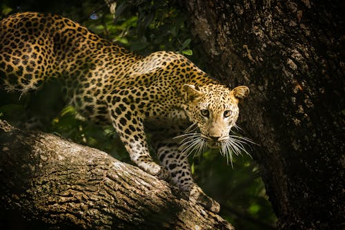 Yala National Park